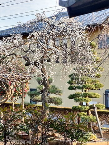栄松寺の境内の梅の写真