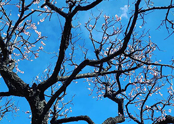 庭の桜の写真