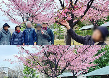 戸定邸の河津桜の写真