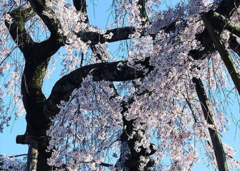 東漸寺の枝垂れ桜の写真