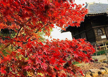 お寺の紅葉の写真